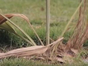 Praça recém-reformada sofre com ação de vândalos e vira ponto de assalto
