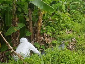 Corpos carbonizados são encontrados em área de mata em Maceió
