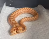 Cobra rara surpreende ao nascer com duas cabeças, que brigam entre si