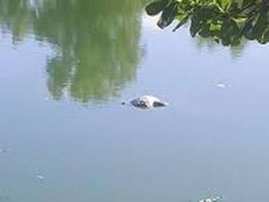 Homem é encontrado boiando na Lagoa Mundaú