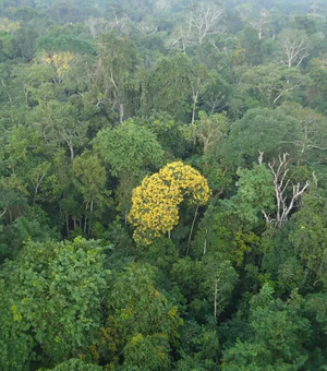 Amazônia: governo analisa ampliar faixa de fronteira para permitir atuação das Forças Armadas