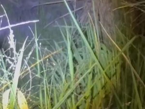 Homem é encontrado morto em canavial do bairro Benedito Bentes, em Maceió