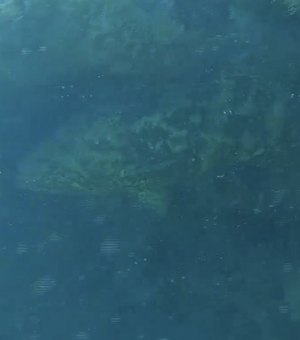 Peixe Mero, ameaçado de extinção, é avistado em área marinha de Coruripe