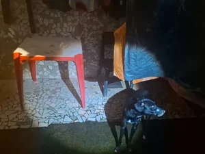 Homem é preso após cachorro ser encontrado com focinho amarrado em Maceió