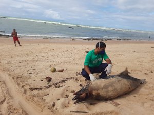 Boto cinza  é achado sem vida na praia de Garça Torta