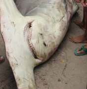 [VÍDEO] Tubarão-martelo é capturado por pescadores em Maragogi