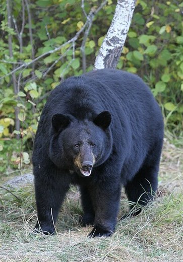 Homem de 70 anos é decapitado após ataque de urso no Japão