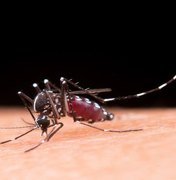 Dengue em Alagoas: número de mortes suspeitas tem aumento de 150% em apenas uma semana