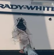 Baleia atinge barco e derruba homem no mar nos EUA