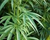 Polícia desmantela plantio de maconha em Satuba e prende traficante