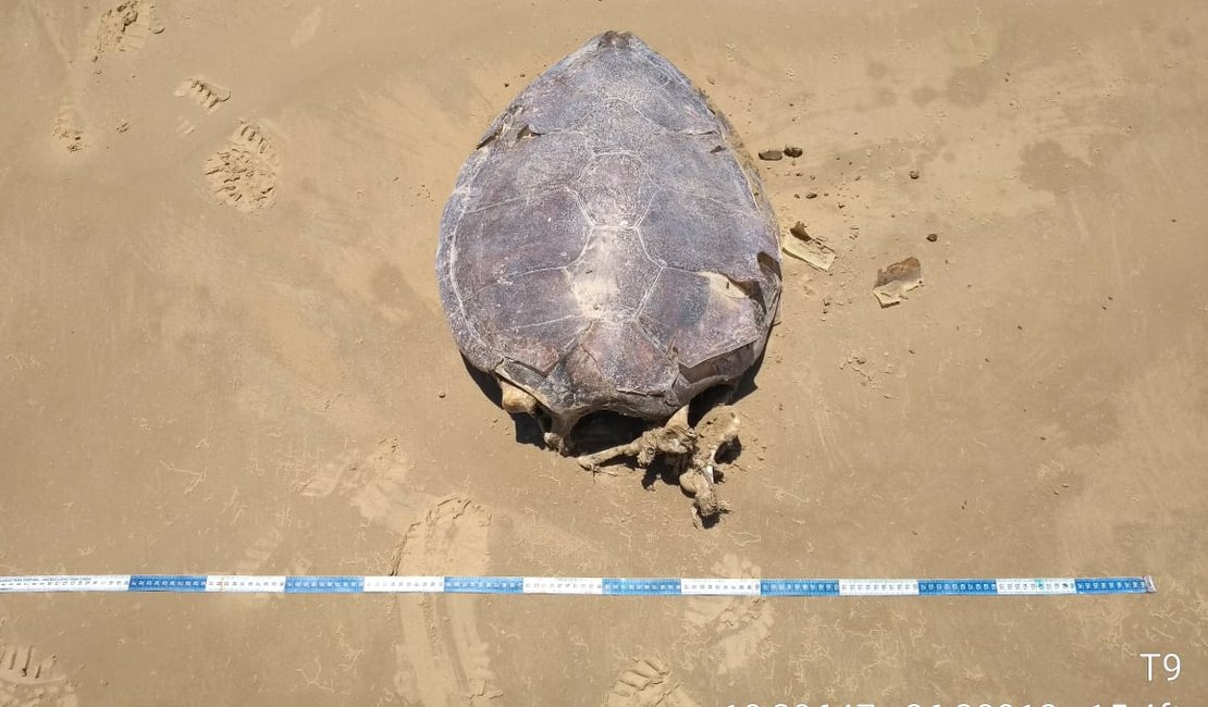 Tartarugas são encontradas mortas em praia de Feliz Deserto