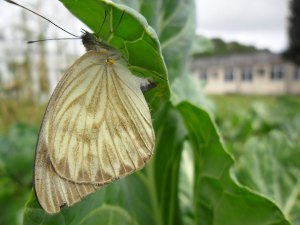 Aumento de borboletas chama atenção de alagoanos durante a quarentena