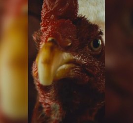 ‘Vídeo da galinha’; o sucesso da peça publicitária do governo Paulo Dantas que viralizou