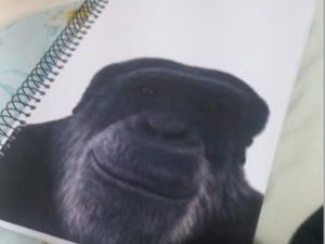 Professor é demitido após associar imagem de chimpanzé a aluno negro em escola de Maceió