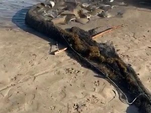 [Vídeo] Grupo de pescadores pega cardume de 30 arraias em Maragogi