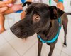 Secdef promove Feira de Adoção de Animais na Ponta Verde, neste domingo (20)