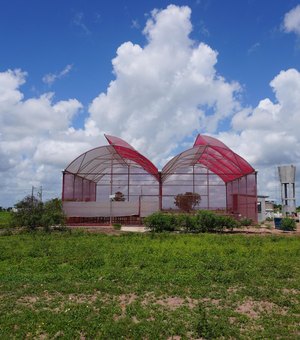 Projeto desenvolvido no Polo Tecnológico Agroalimentar de Arapiraca recebe selo da ONU