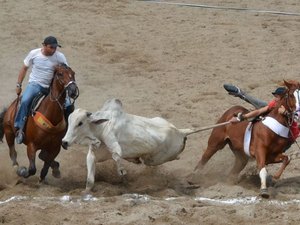 Alagoas retoma treinamentos e competições de esportes equestres