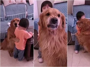 Cão leal protege menina que chora ao ser repreendida pela mãe e viraliza