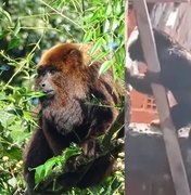 Além do bugio, veja outras espécies ‘diferentes’ de macacos encontradas em AL