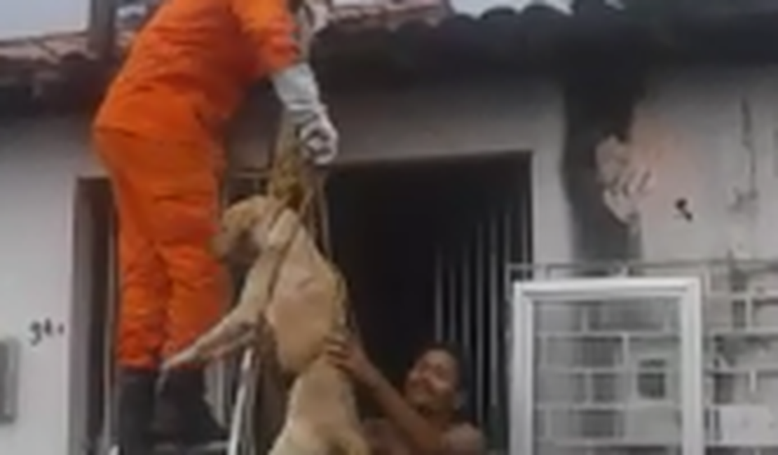 [Vídeo] Cão é resgatado do telhado em residência no Jacintinho 