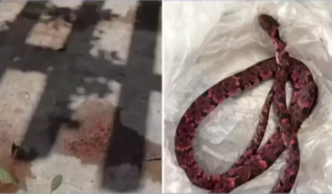 Homem tenta engolir cobra, passa mal e vomita animal após bebedeira