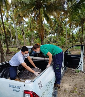 Tartaruga-verde é resgatada com ferimento grave na praia de Ipioca