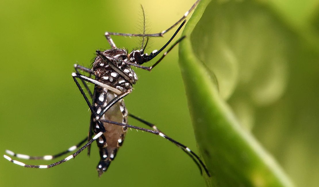 Prefeitura de Arapiraca divulga bairros com mais incidência de casos de dengue