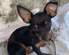 Família procura cachorro desaparecido em Arapiraca após possível fuga