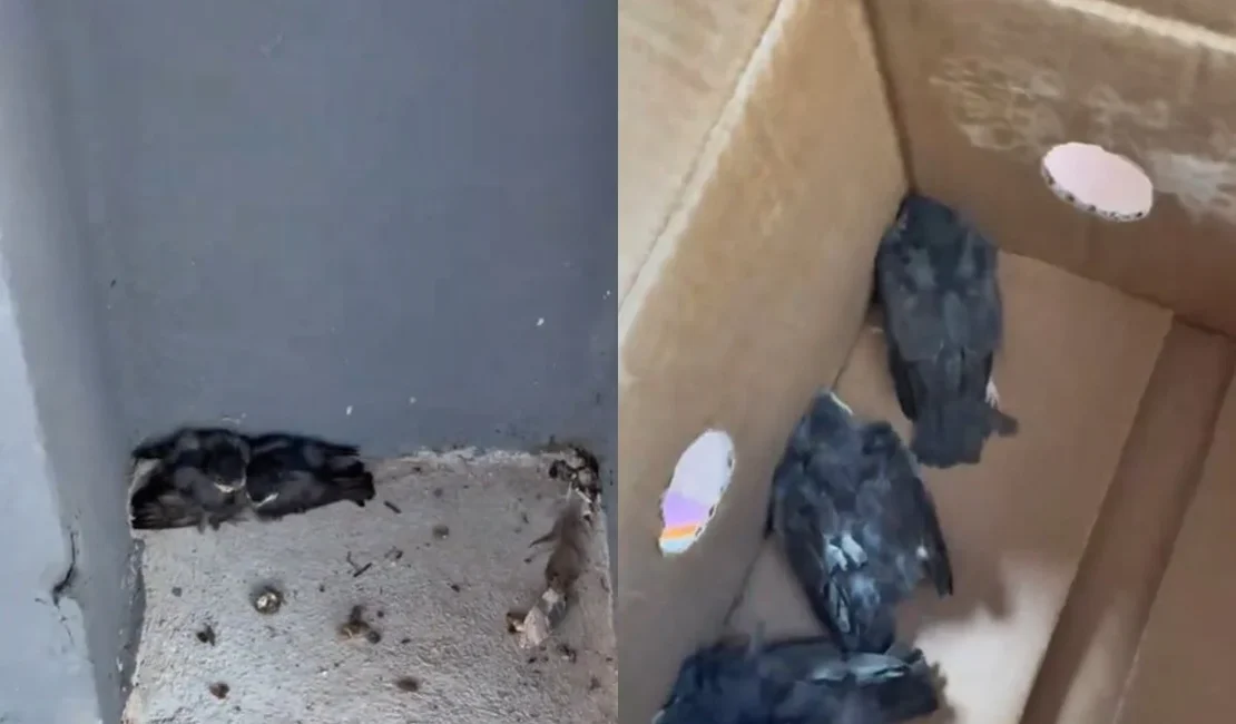 Biomédica resgata aves atropeladas em estacionamento de shopping