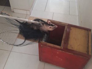 Timbu é capturado dentro de quarto de residência em Maragogi