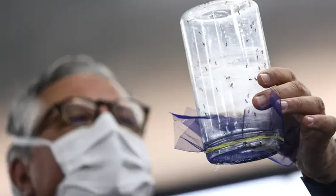 Brasília ganha biofábrica de mosquitos com tecnologia contra a dengue