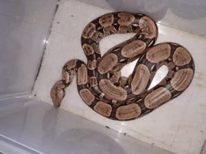 Filhote de jiboia com 1,5 metro é capturada em residência de Penedo