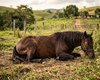 Empresa de ração pode ter bens bloqueados após morte de 80 cavalos em AL
