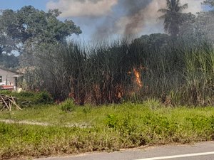 Incêndio em canavial chega perto de residências em Porto Calvo