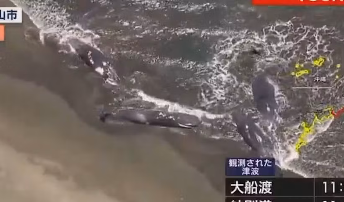 Baleias são vistas encalhadas na costa do Japão; veja vídeo