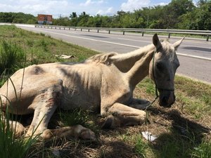Cavalo com pata quebrada é abandonado na AL-101 Sul