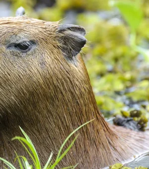 Capivara e anta brasileira, amigas, são sacrificadas em zoo na Inglaterra