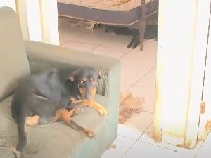 Cachorros abandonados em apartamento são resgatados no Benedito Bentes