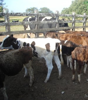 Adeal anuncia a primeira etapa da campanha de vacinação contra a brucelose