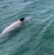 Golfinho é encontrado morto na Praia de Burgalhau, em Maragogi