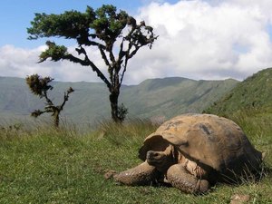Policial é condenado a três anos de prisão por traficar 185 tartarugas
