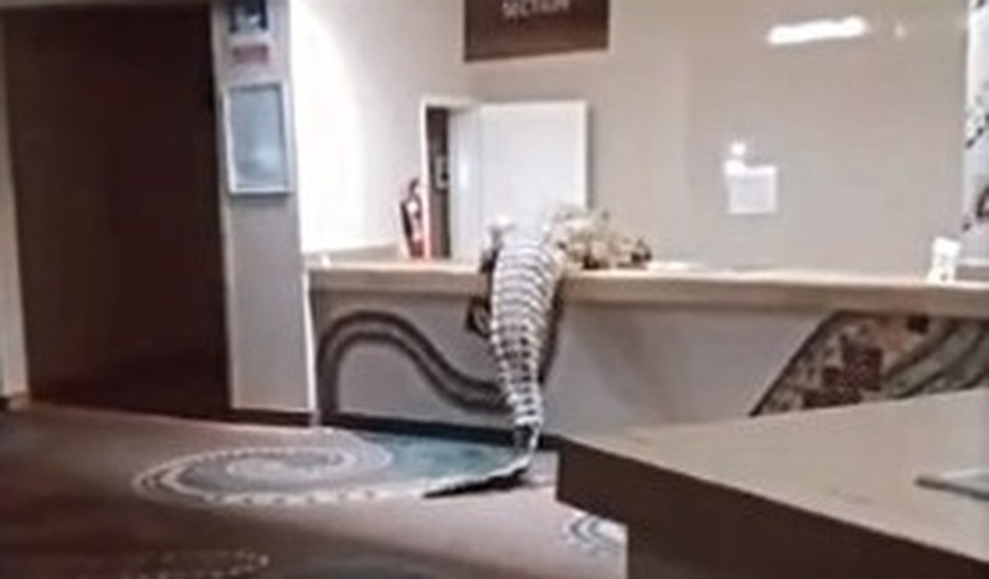 Crocodilo invade hotel de luxo na África e causa pequena bagunça