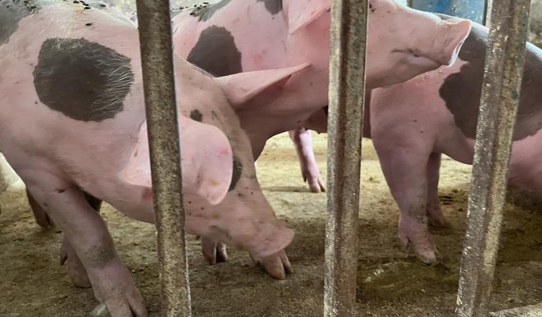 Alagoas já vacinou mais de 17 mil animais contra a Peste Suína Clássica