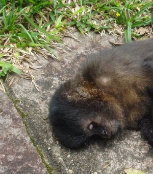 Segundo macaco é encontrado morto em área urbana de Maceió
