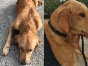 Cão anda por 14 dias tentando voltar para casa após fugir de lar temporário