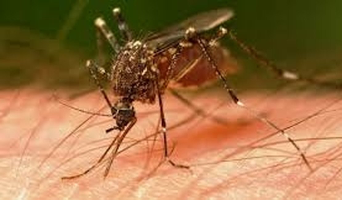 Arapiraca convoca moradores contra a dengue