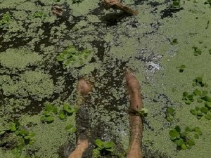 Amigos matam trabalhador com cerca de 30 golpes de faca e facão em Canapi