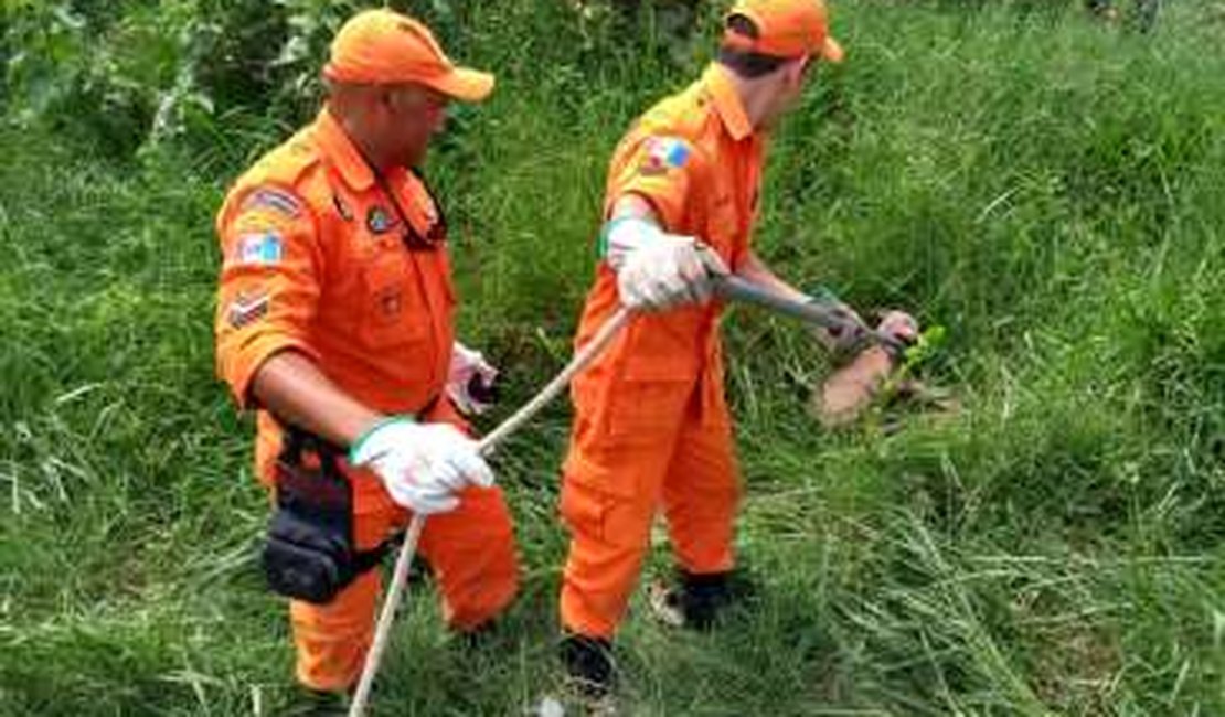Corpo de Bombeiros resgata cão que caiu em buraco, em Arapiraca