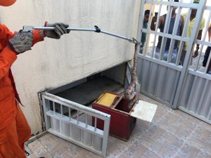 Cobra jiboia é encontrada em condomínio residencial de Maragogi